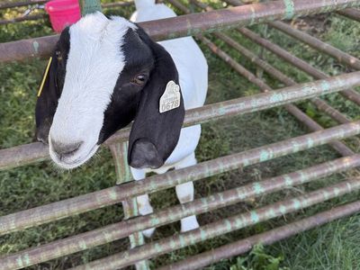 Boer Goats