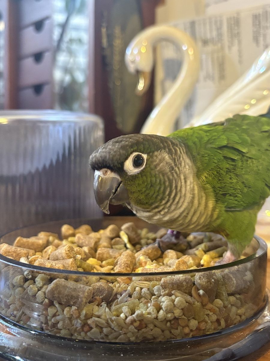 Green Cheek Conure