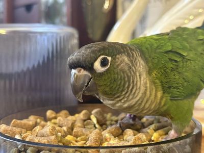 Green Cheek Conure