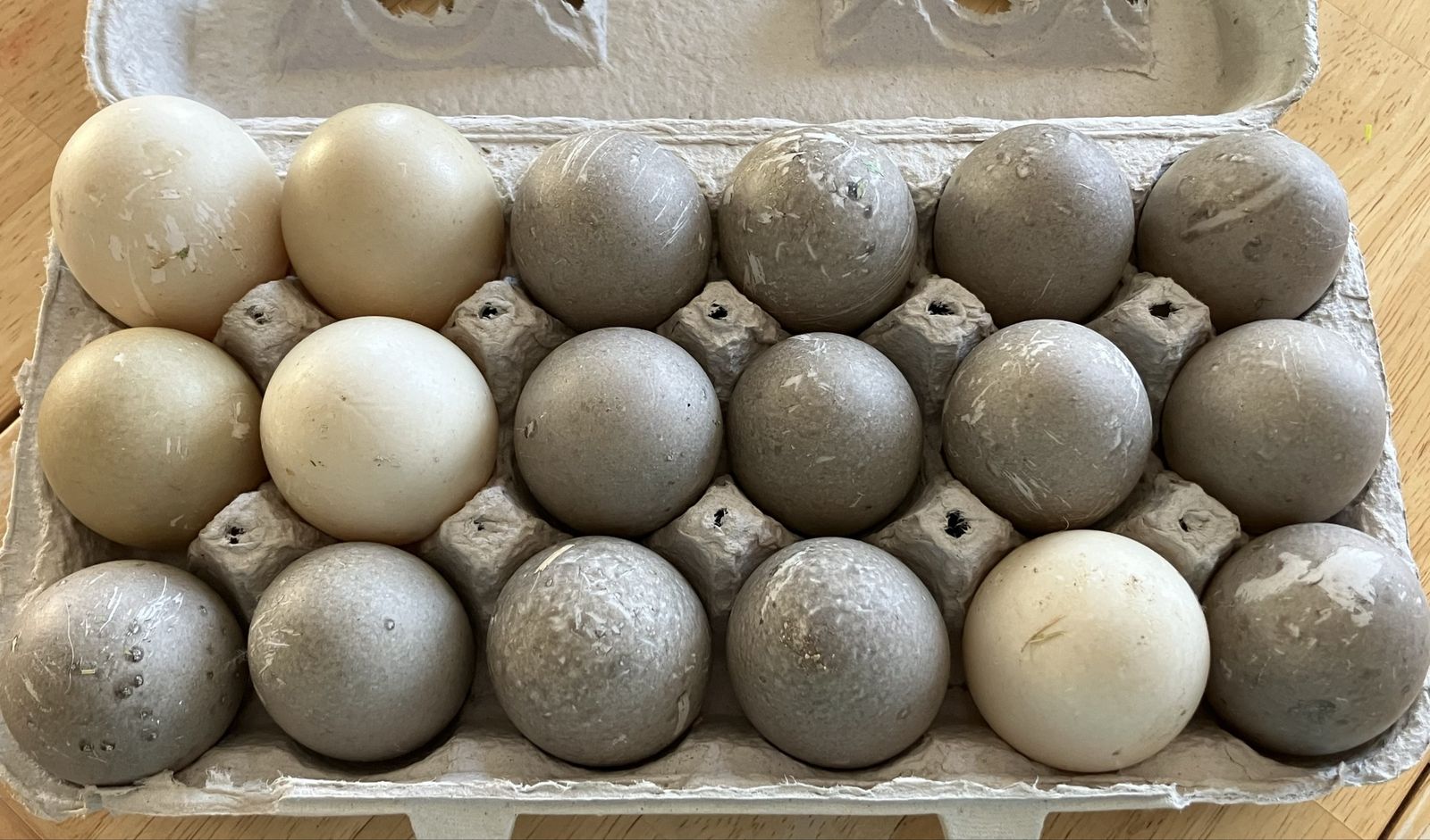 Duck Eggs