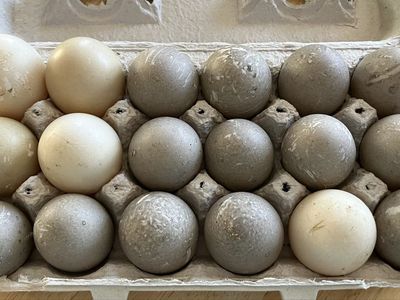 Duck Eggs