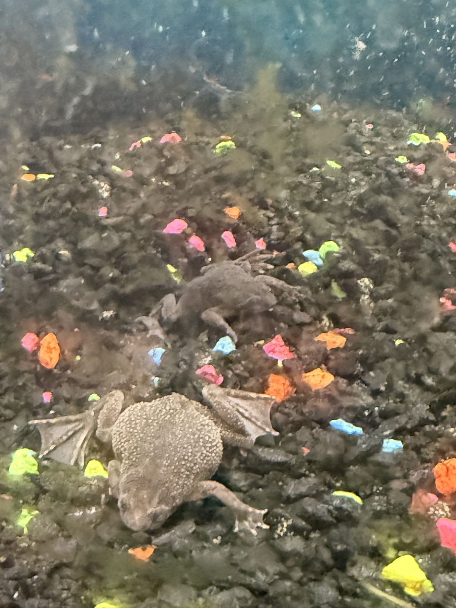 Free male and female African dwarf frog and algae eating fish.