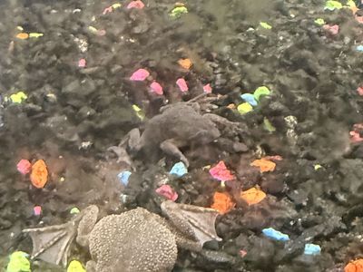Free male and female African dwarf frog and algae eating fish.