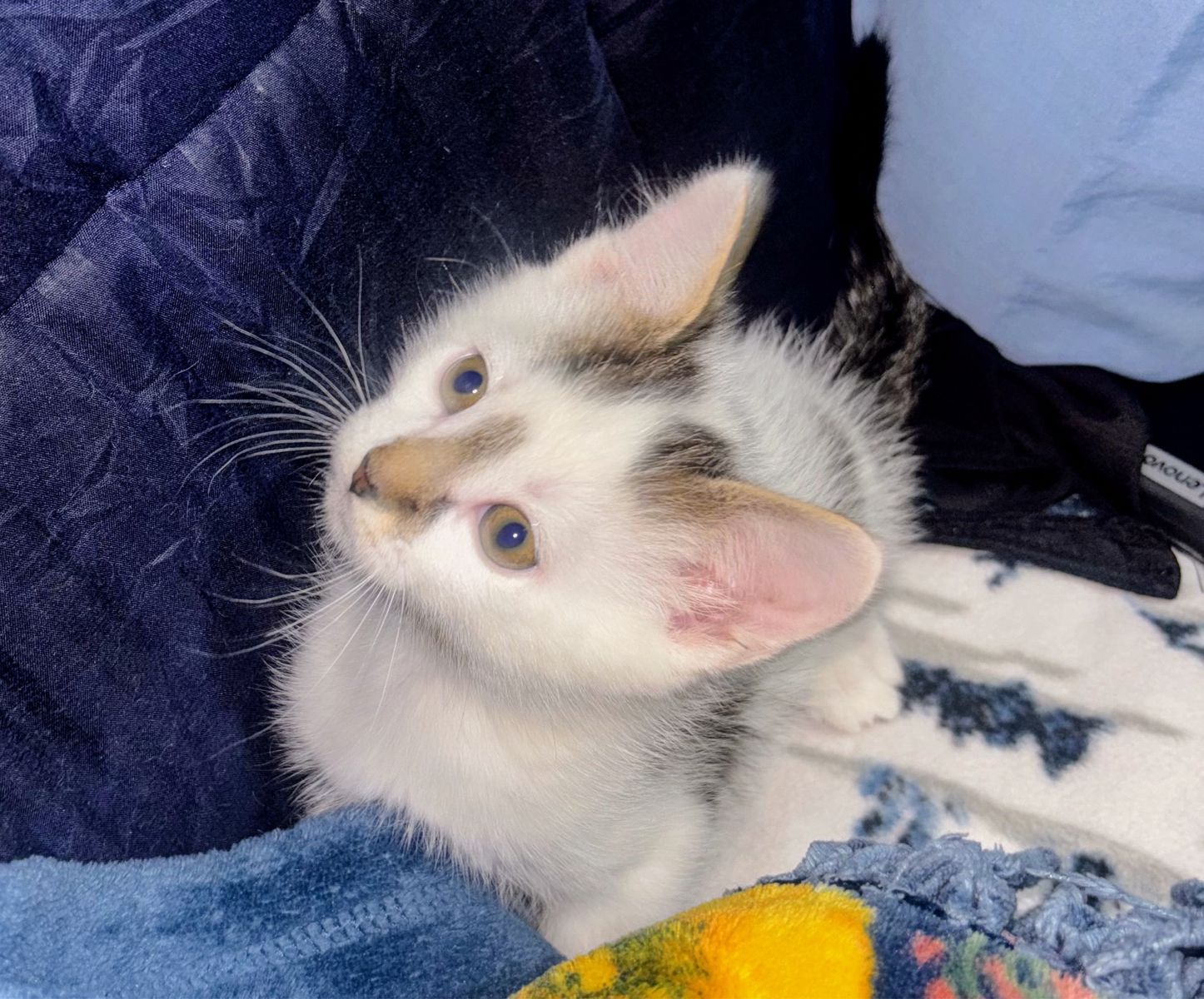 Siamese Turkish Van mix kittens ready in 4 days!!