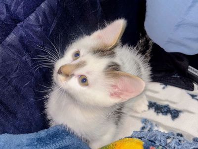 Siamese Turkish Van mix kittens ready in 4 days!!