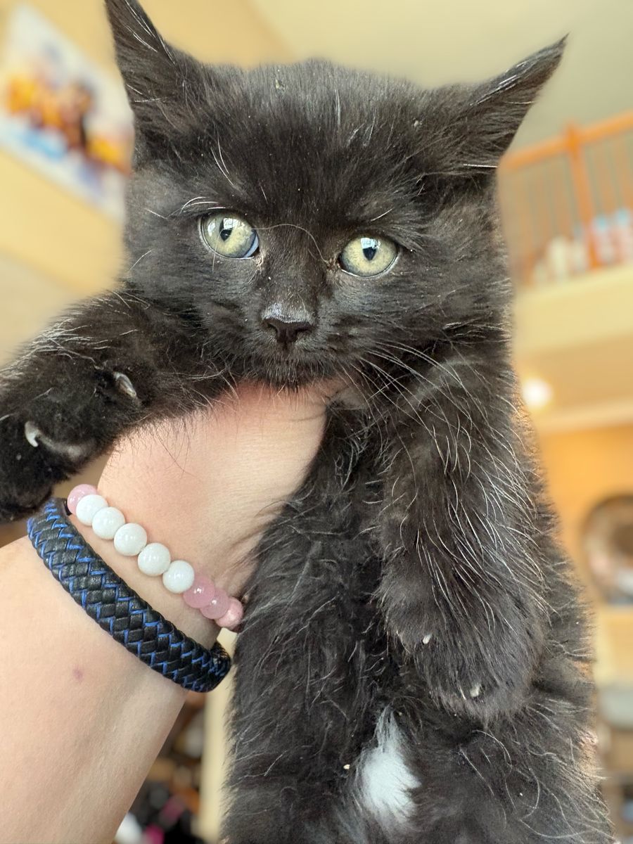 Fluffy Dollface Persian Mix Female Kittens