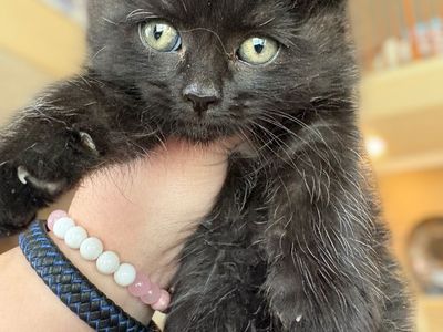 Fluffy Dollface Persian Mix Female Kittens