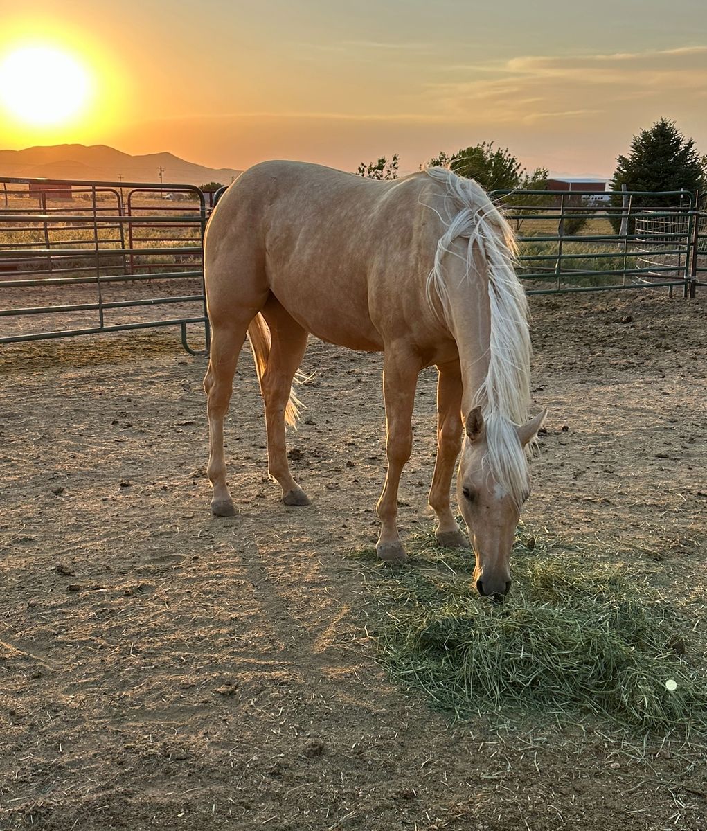 3 year old palomino mare