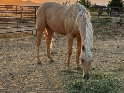 3 year old palomino mare