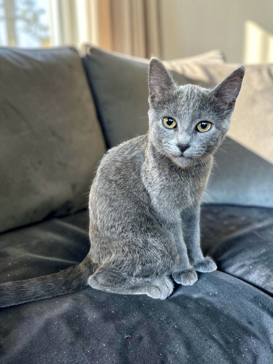 Beautiful Russian Blue Female Kitten