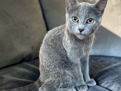 Beautiful Russian Blue Female Kitten