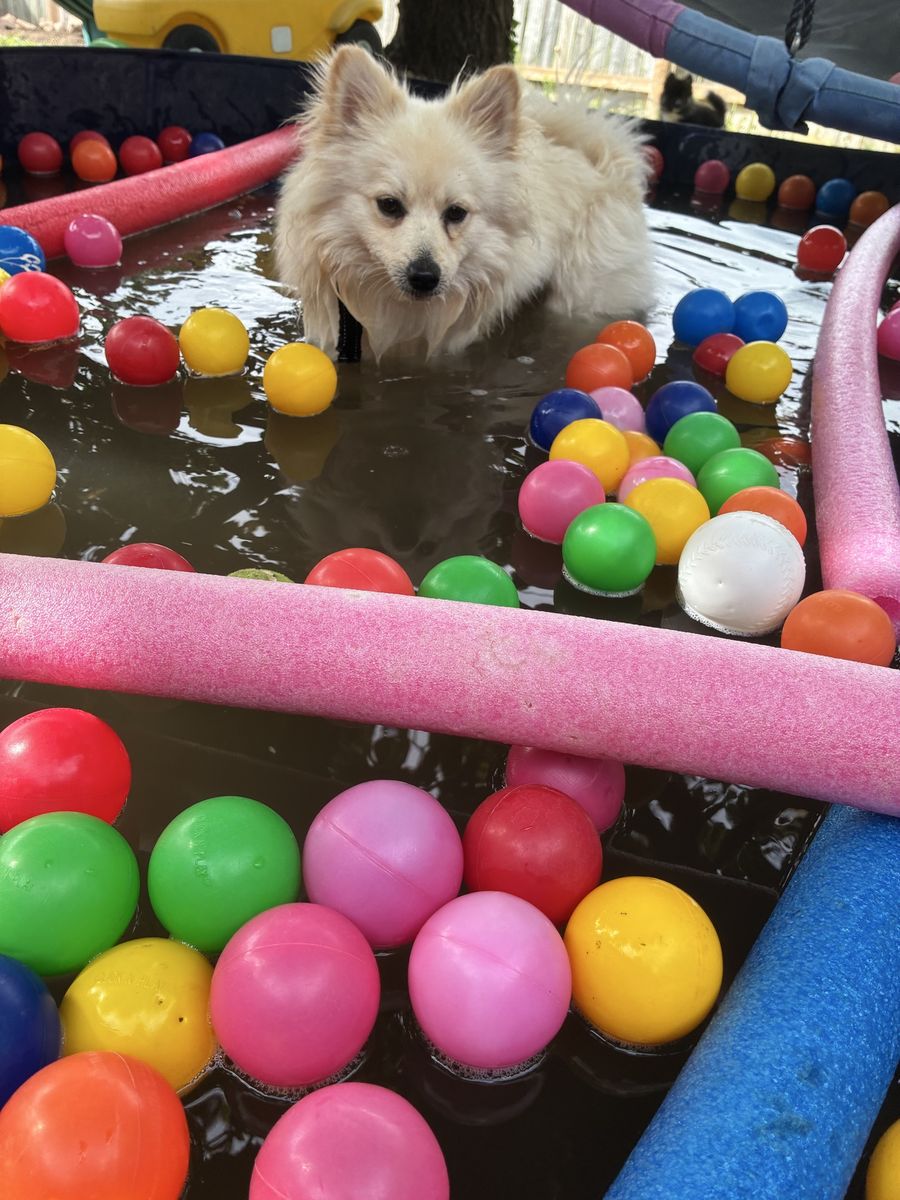Male Pomeranian