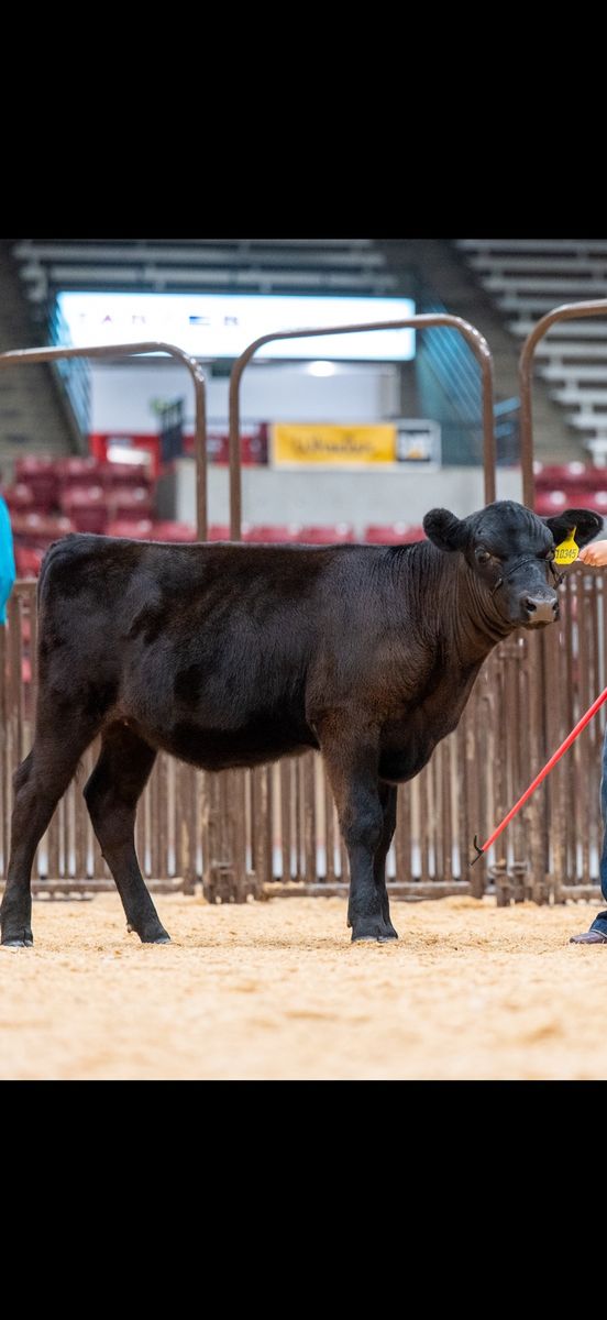 Black Angus Heifer Calf 
