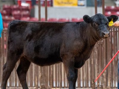 Black Angus Heifer Calf