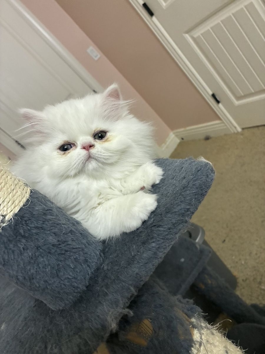 Persian Kittens