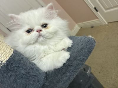 Persian Kittens