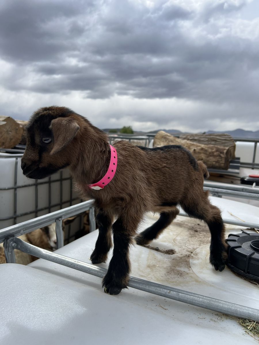Mini Nubian Blue Eyed Bottle Baby Doeling
