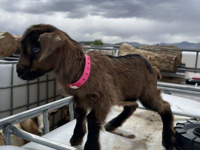 Mini Nubian Blue Eyed Bottle Baby Doeling