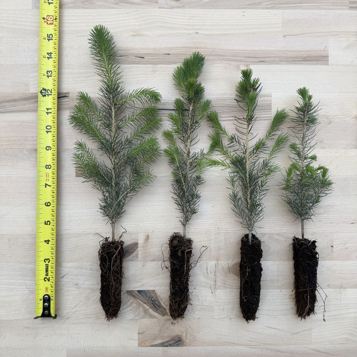 Norway Spruce Seedling 6-12” Tall