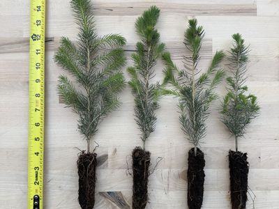 Norway Spruce Seedling 6-12” Tall