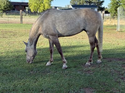 Pretty Rocky Mountain Mare