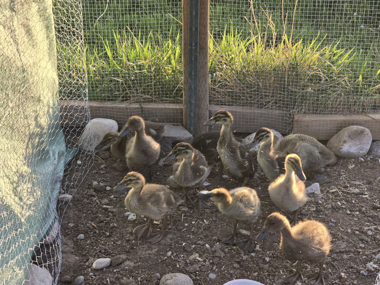 3 Week Old Male Ducklings