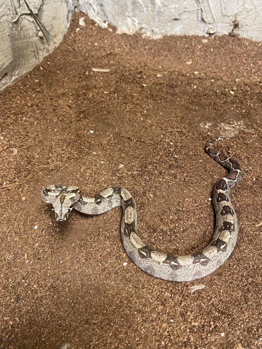 Baby Boa Constrictors