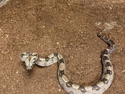 Baby Boa Constrictors