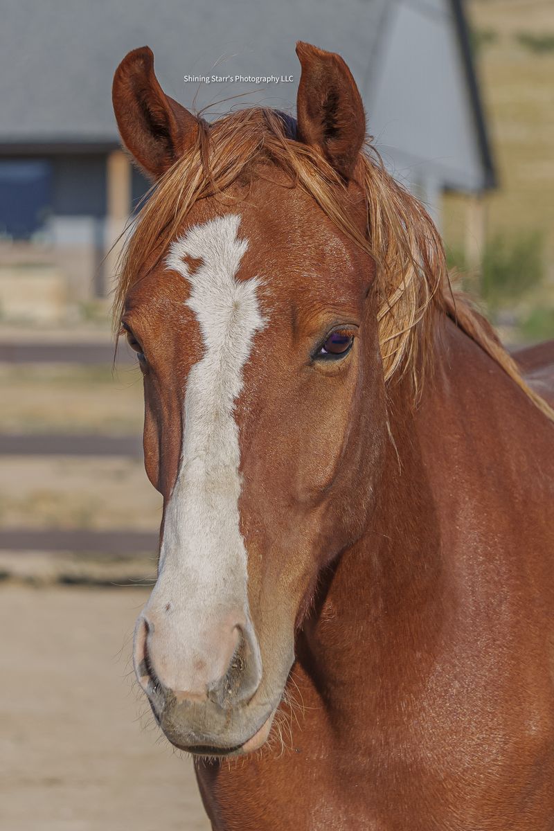 HALF-LEASE OPPORTUNITY – 8-YEAR-OLD MUSTANG GELDING “FIRE”