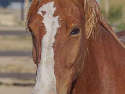 HALF-LEASE OPPORTUNITY – 8-YEAR-OLD MUSTANG GELDING “FIRE”