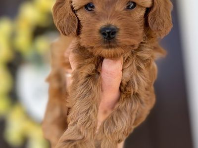Micro Multigenerational Goldendoodles 6-9 lbs