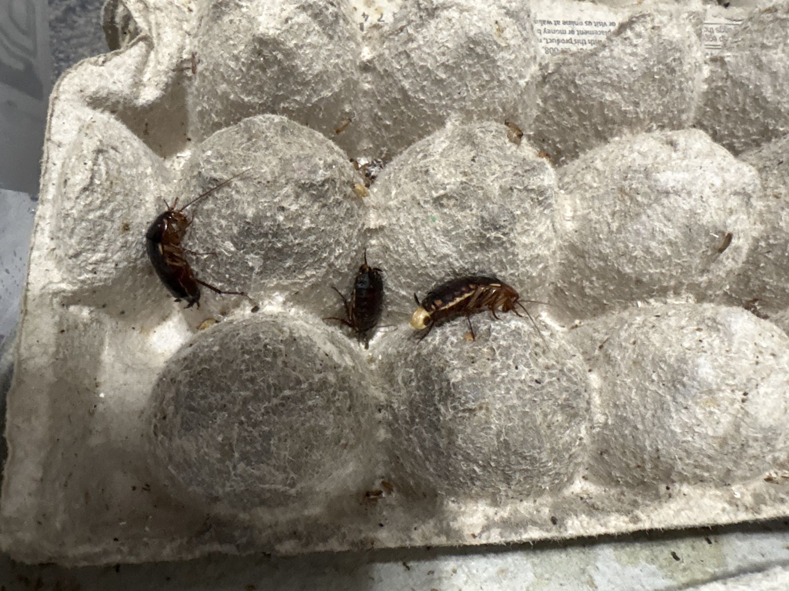 Live Red Runner Roaches - Feeder Insects for Reptiles & Amphibians (10 or 20 count)
