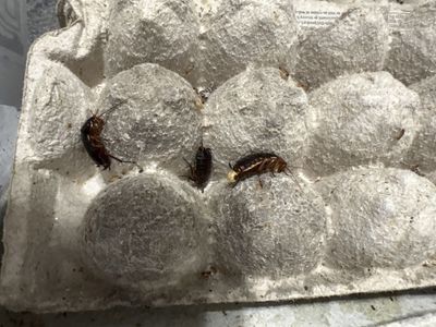 Live Red Runner Roaches - Feeder Insects for Reptiles & Amphibians (10 or 20 count)