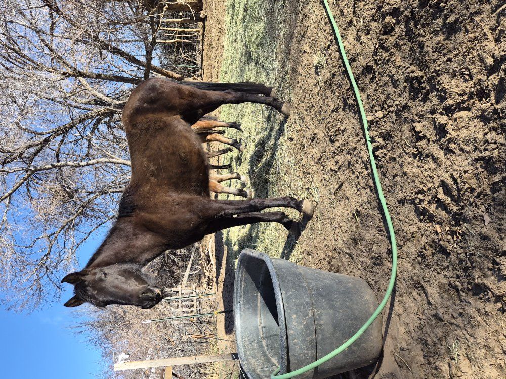 15 HH Quarterhorse mare!!