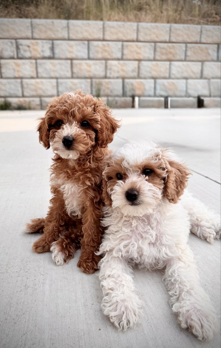 Miniature Poodle Puppies