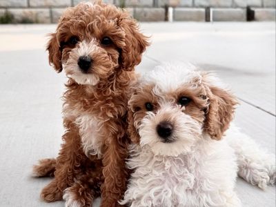 Miniature Poodle Puppies