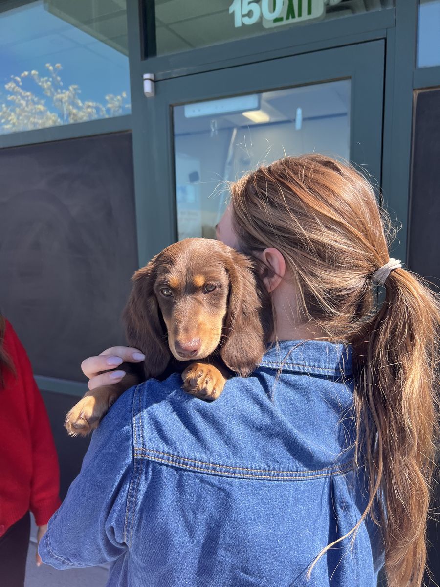12 week old long-haired mini Dachshund puppy