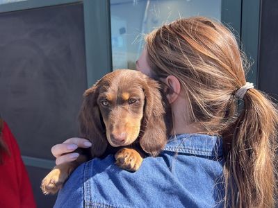 12 week old long-haired mini Dachshund puppy