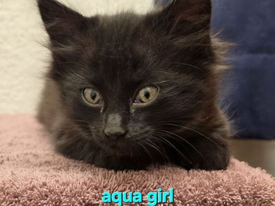 kittens ready Sept. 5th