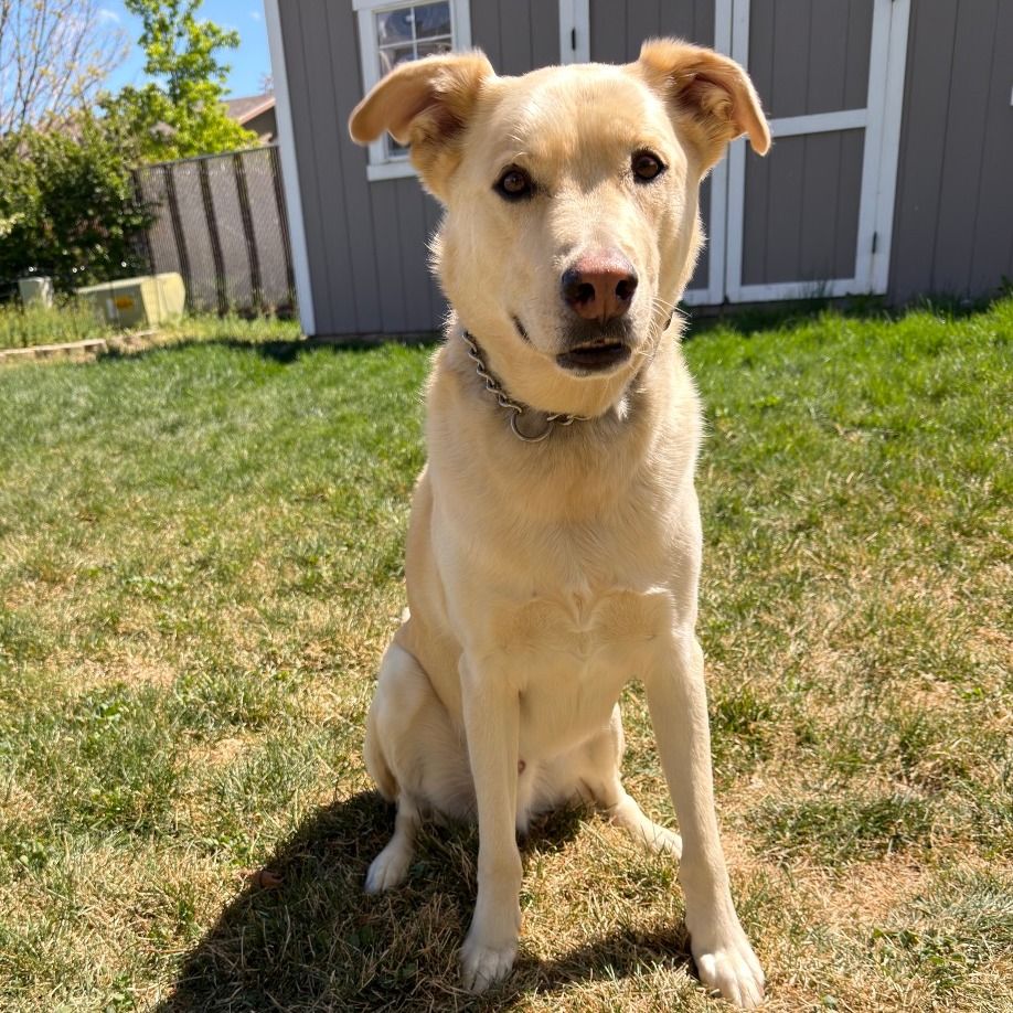 Hello my name is Scootch