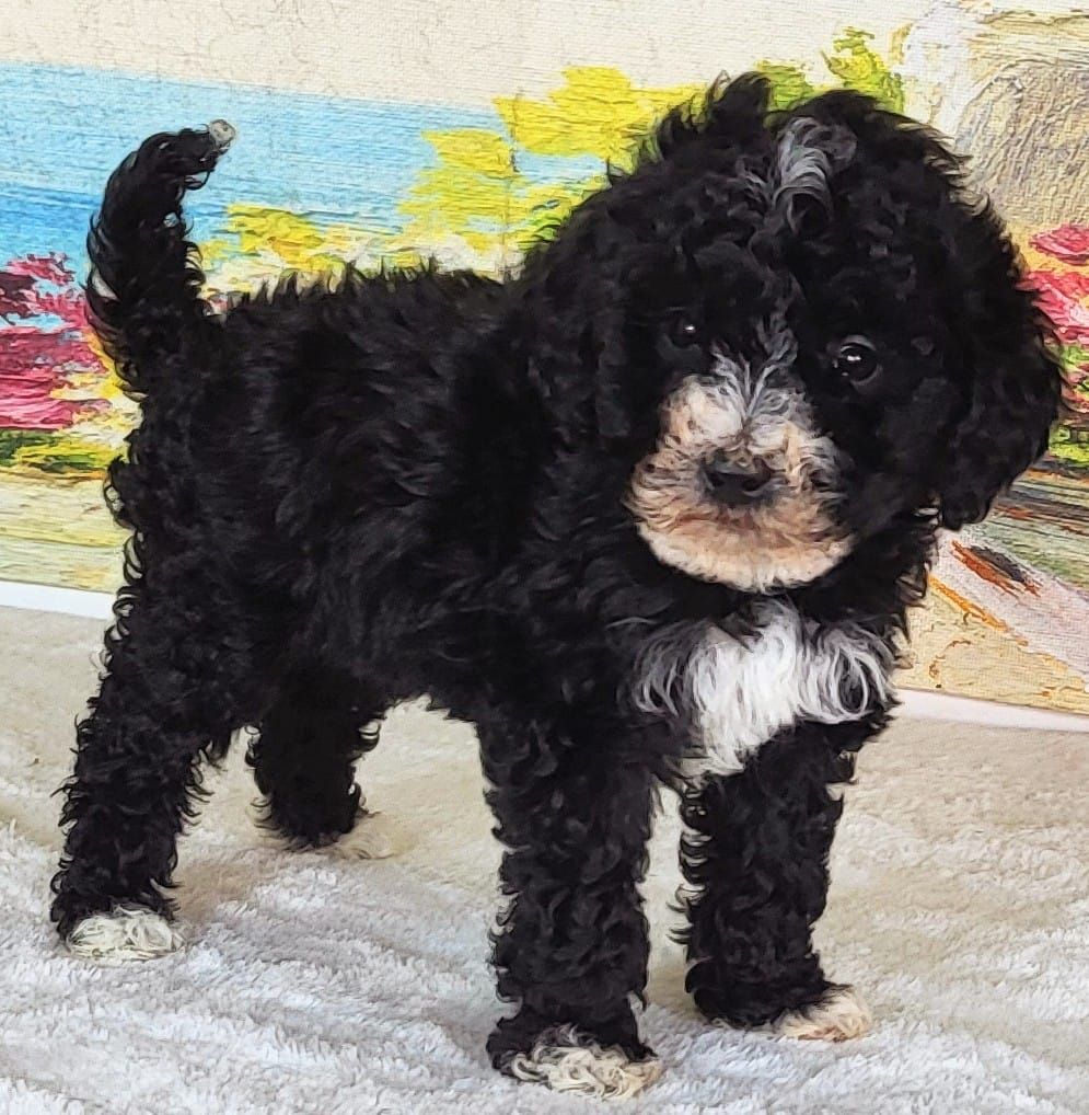 Micro Bernedoodle Boy Mendy – $1800