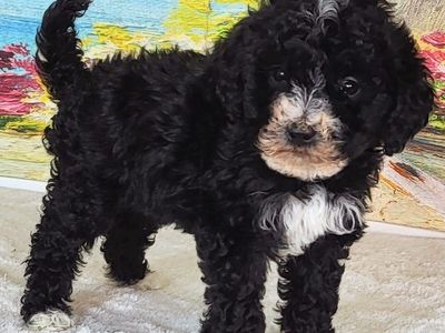 Micro Bernedoodle Boy Mendy – $1800