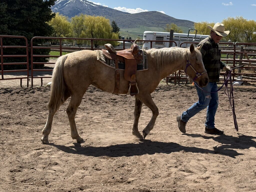 Production/Retirement AQHA GREATS Cutting, Reining