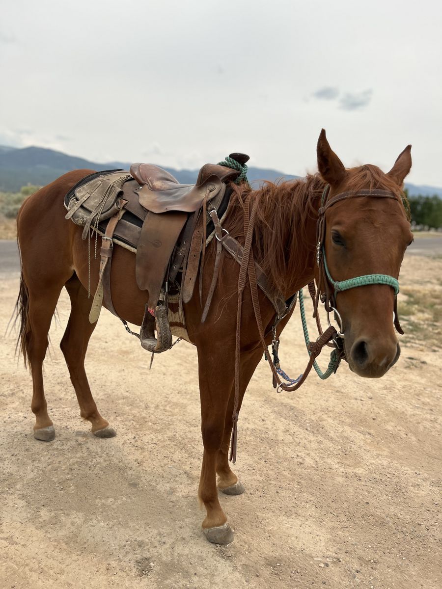 2 year old filly