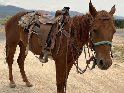 2 year old filly
