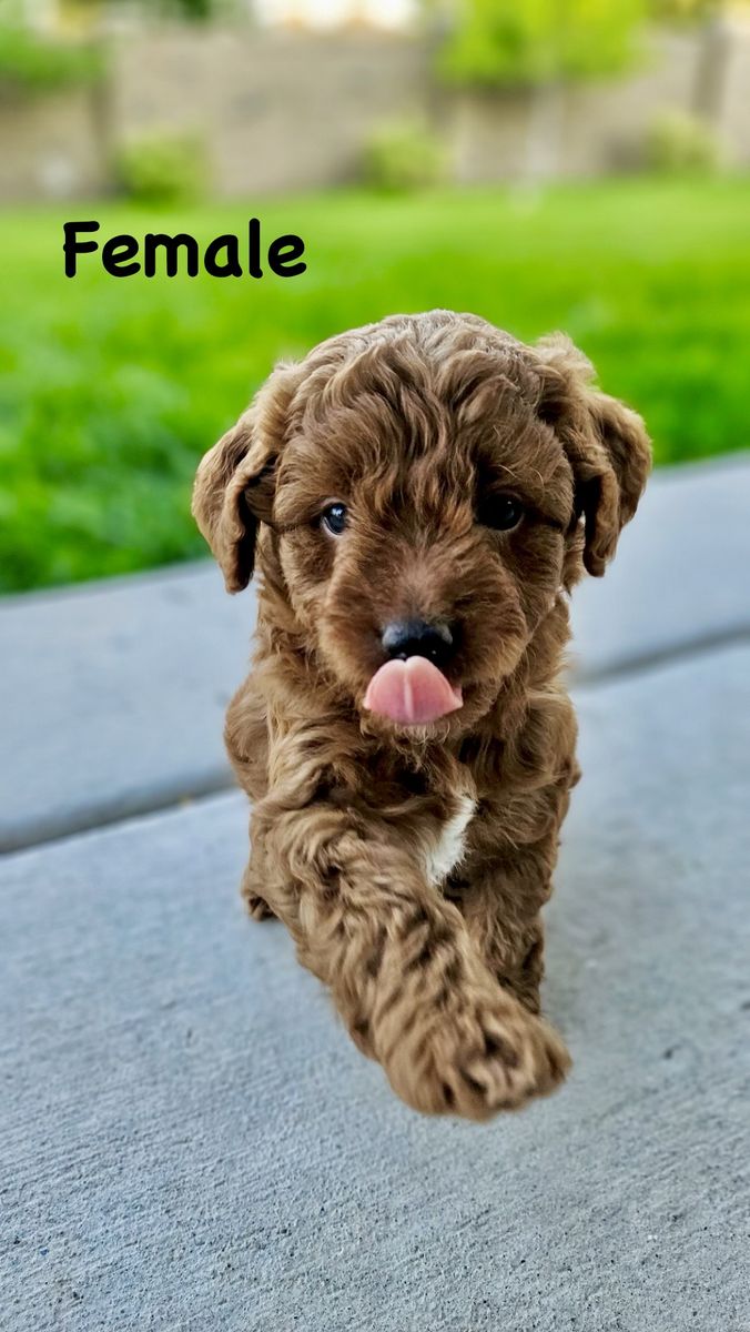 Mini Goldendoodle Puppies