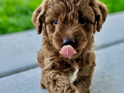 Mini Goldendoodle Puppies