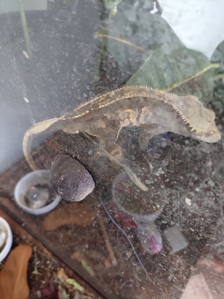 Crested Gecko - Rhacodactylus ciliatus - Live Reptile Pet