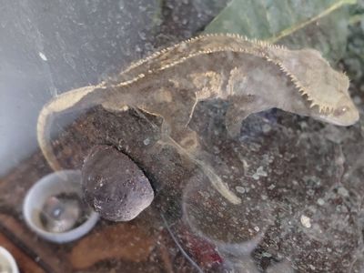 Crested Gecko - Rhacodactylus ciliatus - Live Reptile Pet