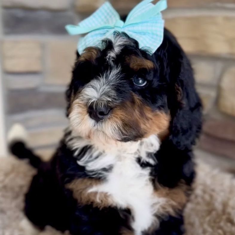 Bernedoodle